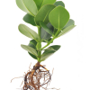 Zamioculcas
