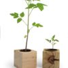 Cube bois graines, cadeau d'entreprise écologique personnalisable