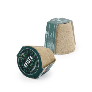 Kit de plantation avec pot compostable et sachet de graines épicéa, goodies RSE pour campagnes publicitaires