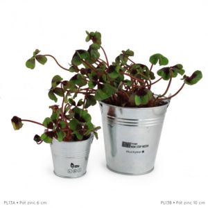 Trèfle à 4 feuilles poussé en pot zinc personnalisable pour des cadeaux d'affaires et occasions spéciales pour souhaiter bonne chance