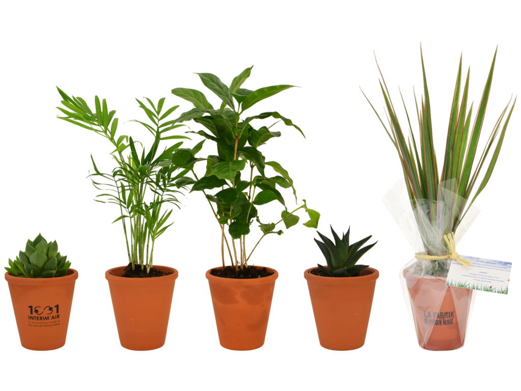 Plante dépolluante en pot terre cuite 10cm - Idées Nature
