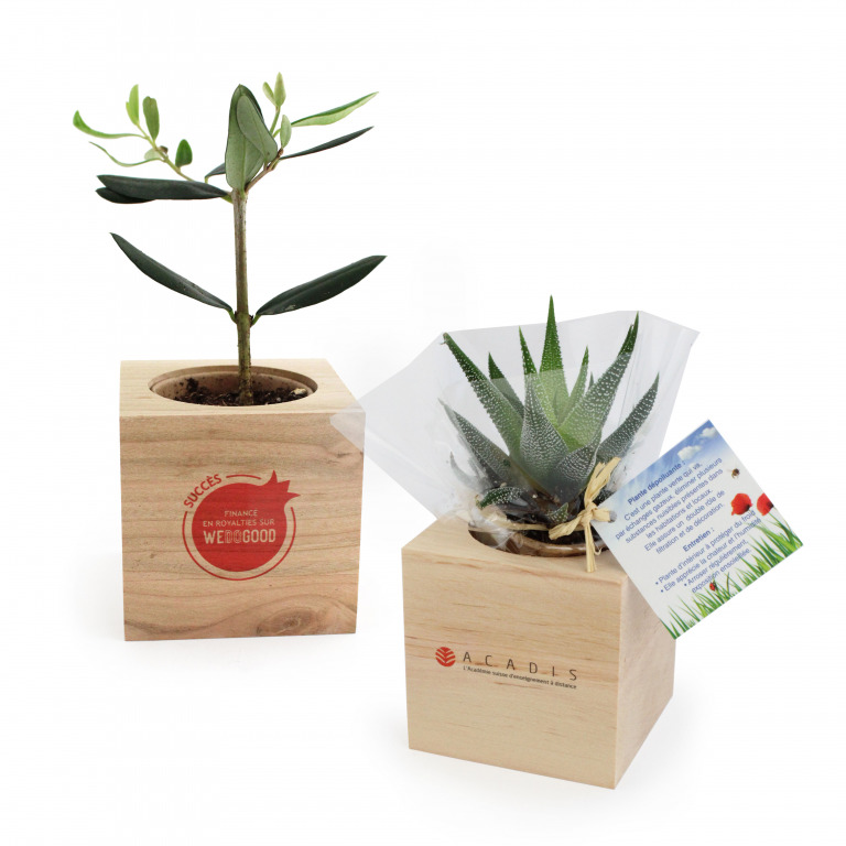 Ecocube Plantes Déco à personnaliser