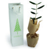 Plant d'arbre d'olivier dans un pot en tourbe emballé dans du papier kraft. Le tout dans un sac biodégradable en papier graines qui fleurissent.