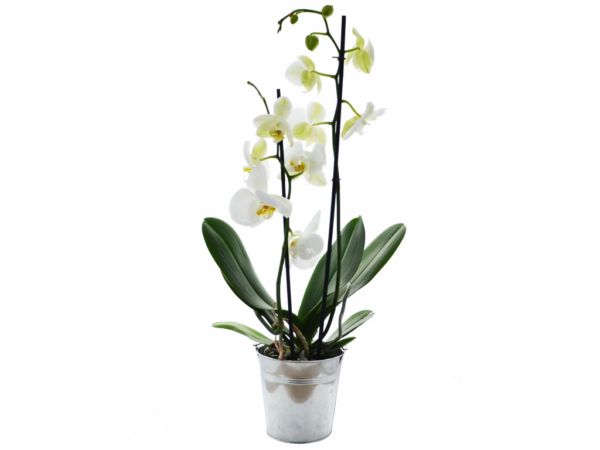 Grande Orchidée en pot de zinc, cadeau d'affaires personnalisable luxe, disponible en blanc, rose, et jaune.