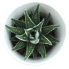 Gobelet smoothie détourné en pot de plante Haworthia avec personnalisation, un objet publicitaire tendance et cadeau original idéal pour les campagnes RSE et comme goodies écologiques.