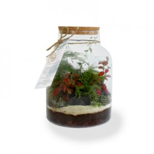 objet publicitaire tendance en terrarium végétal personnalisable