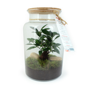 objet publicitaire tendance et cadeau d'affaires RSE terrarium végétal tropical personnalisable