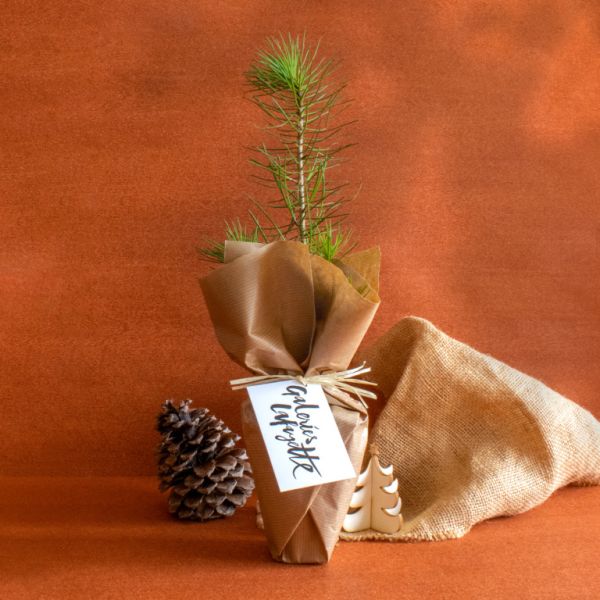 Plant d'arbre 100% écolo en cadeau avec étiquette personnalisable