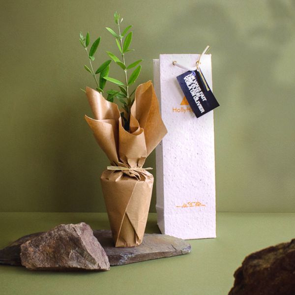 Plant d'arbre d'olivier dans un pot en tourbe emballé dans du papier kraft. Le tout dans un sac biodégradable en papier graines qui fleurissent.