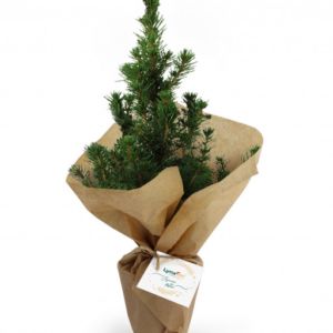 mini sapin de Noël naturel à offrir emballé dans un papier kraft et à personnaliser avec son étiquette